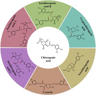 Chlorogenic acid: a review on its mechanisms of anti-inflammation, disease treatment, and related delivery systems